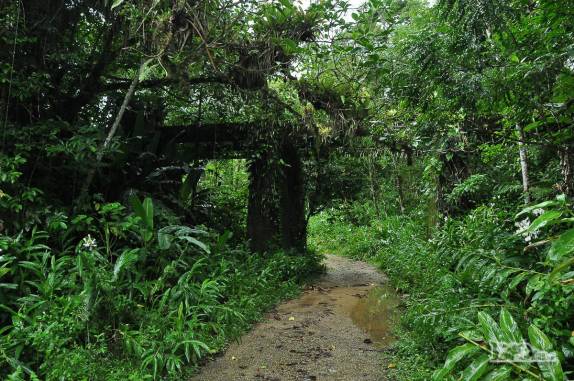 Antiga construção em estrada na Mata Atlântica na região de Antonina, litoral do Paraná